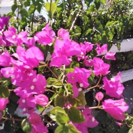 4bd Blue Dream Mykonos *